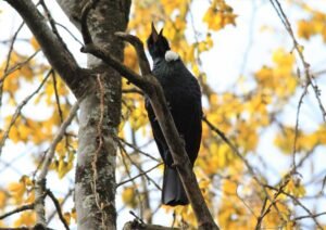 Image of a Tui